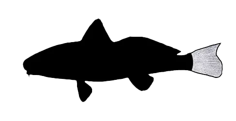 S-Shaped