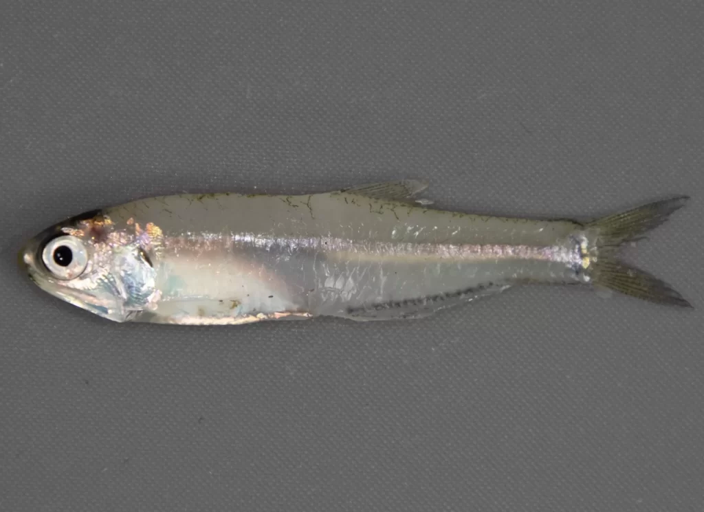 Bay Anchovy
