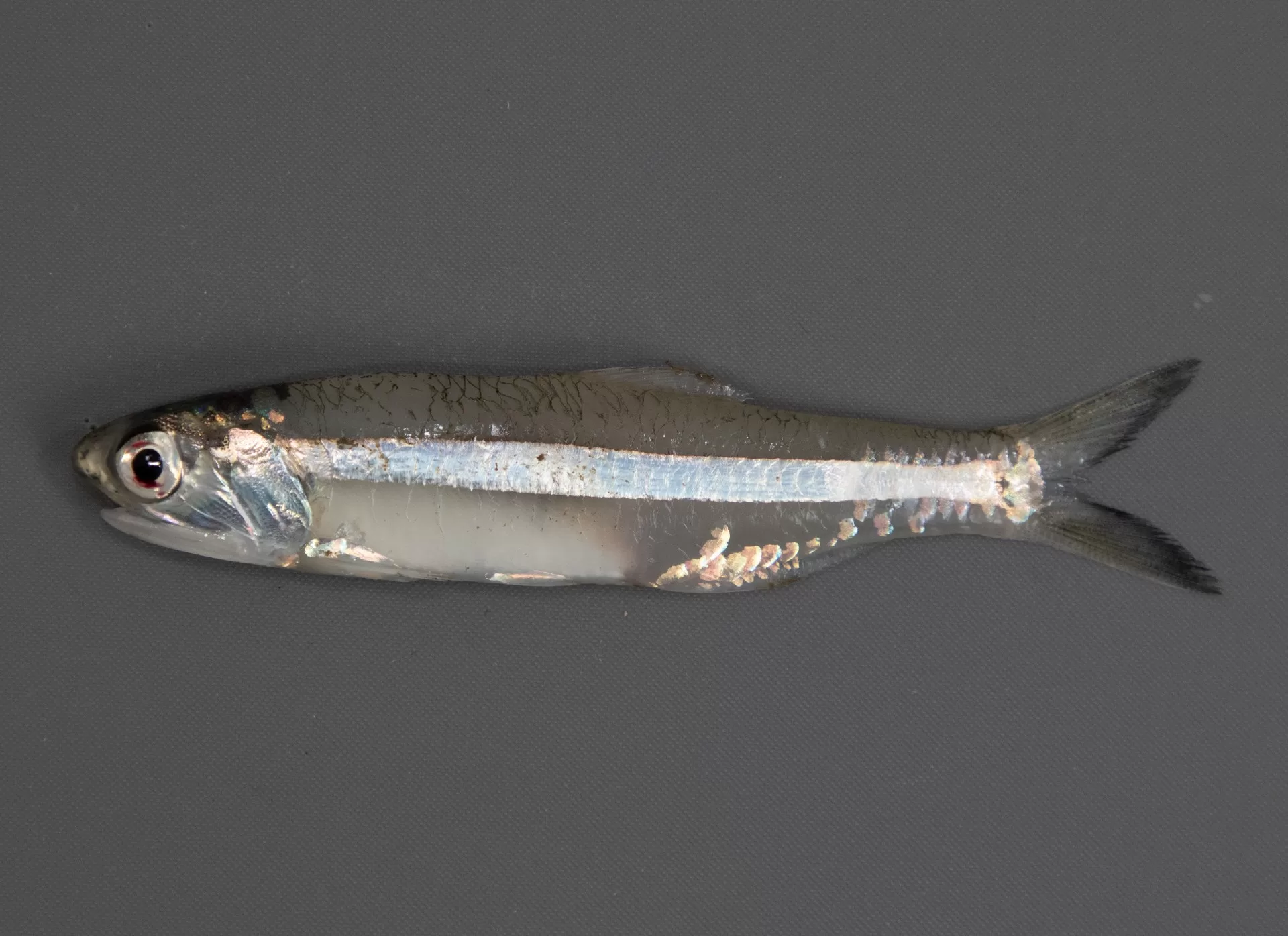 AnchovyStriped