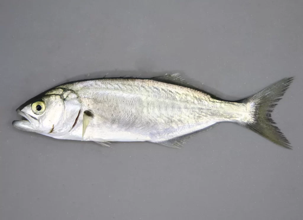 Bluefish
