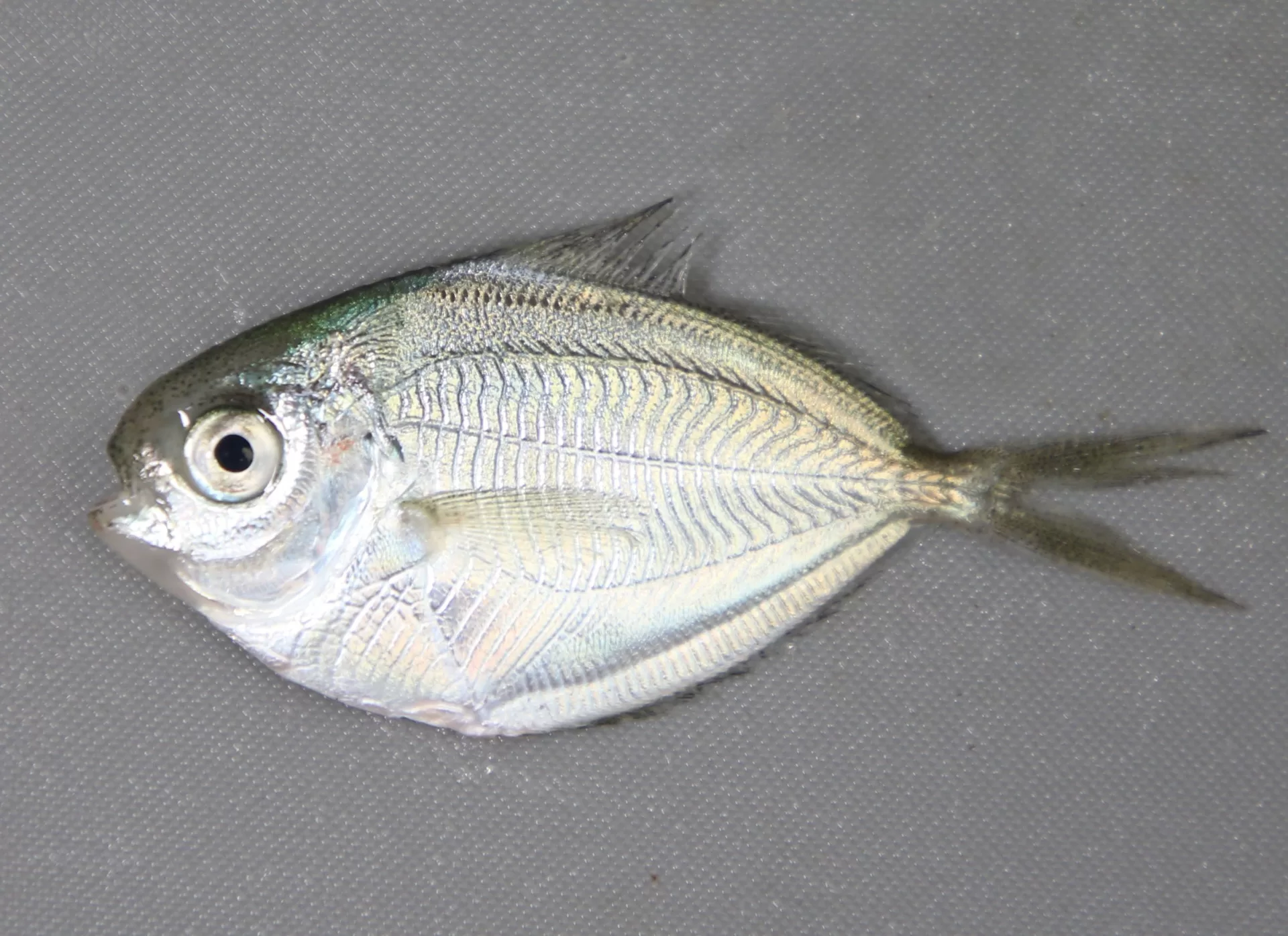 ButterfishAtl