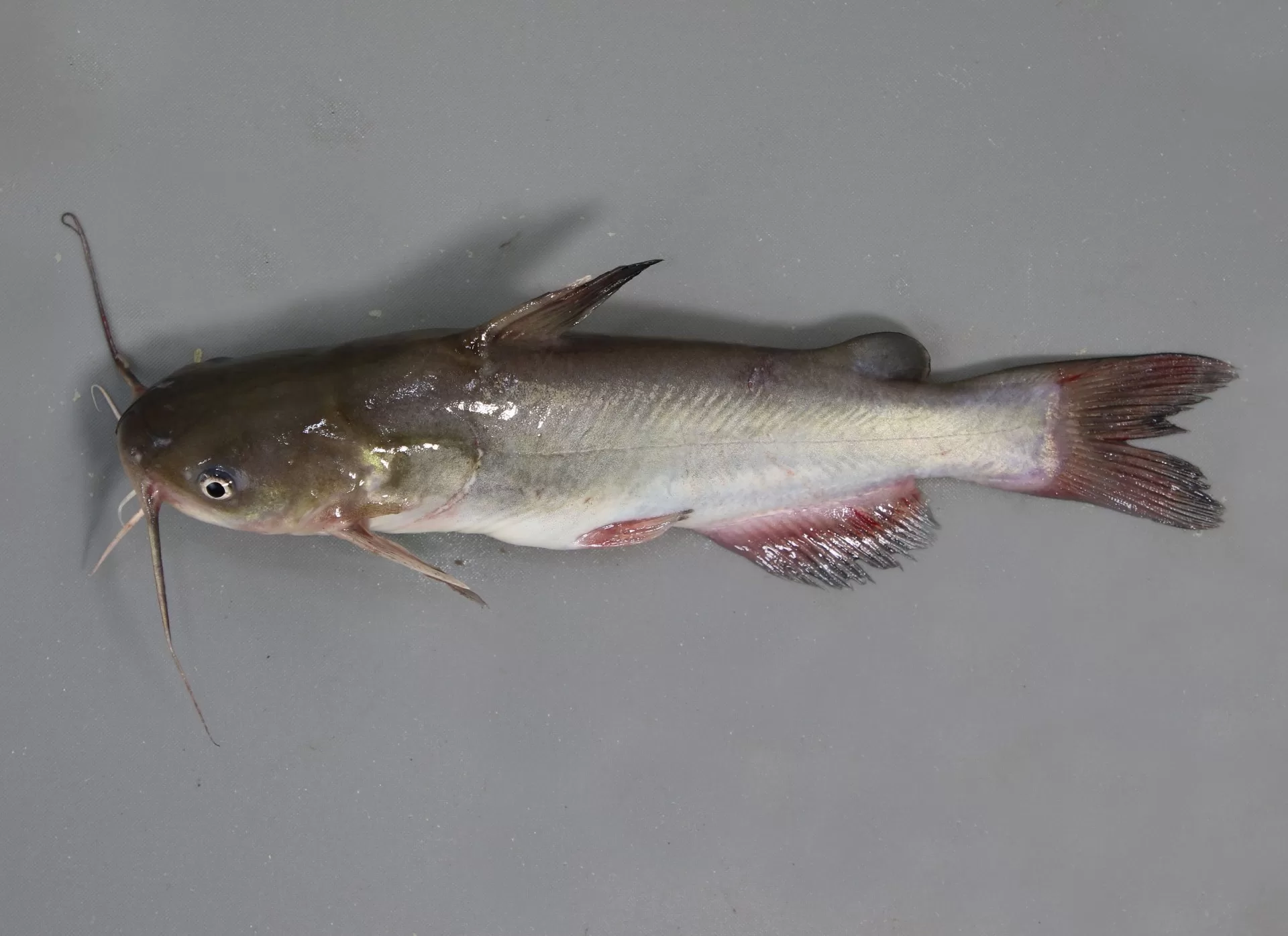 White Catfish