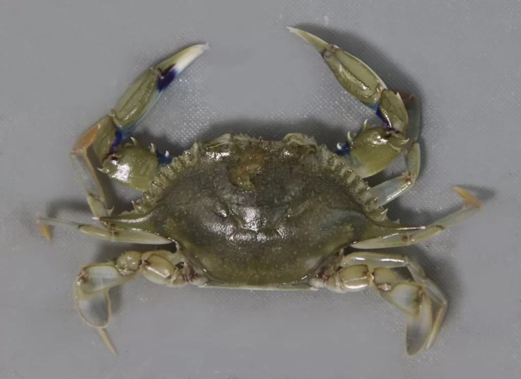 Lesser Blue Crab