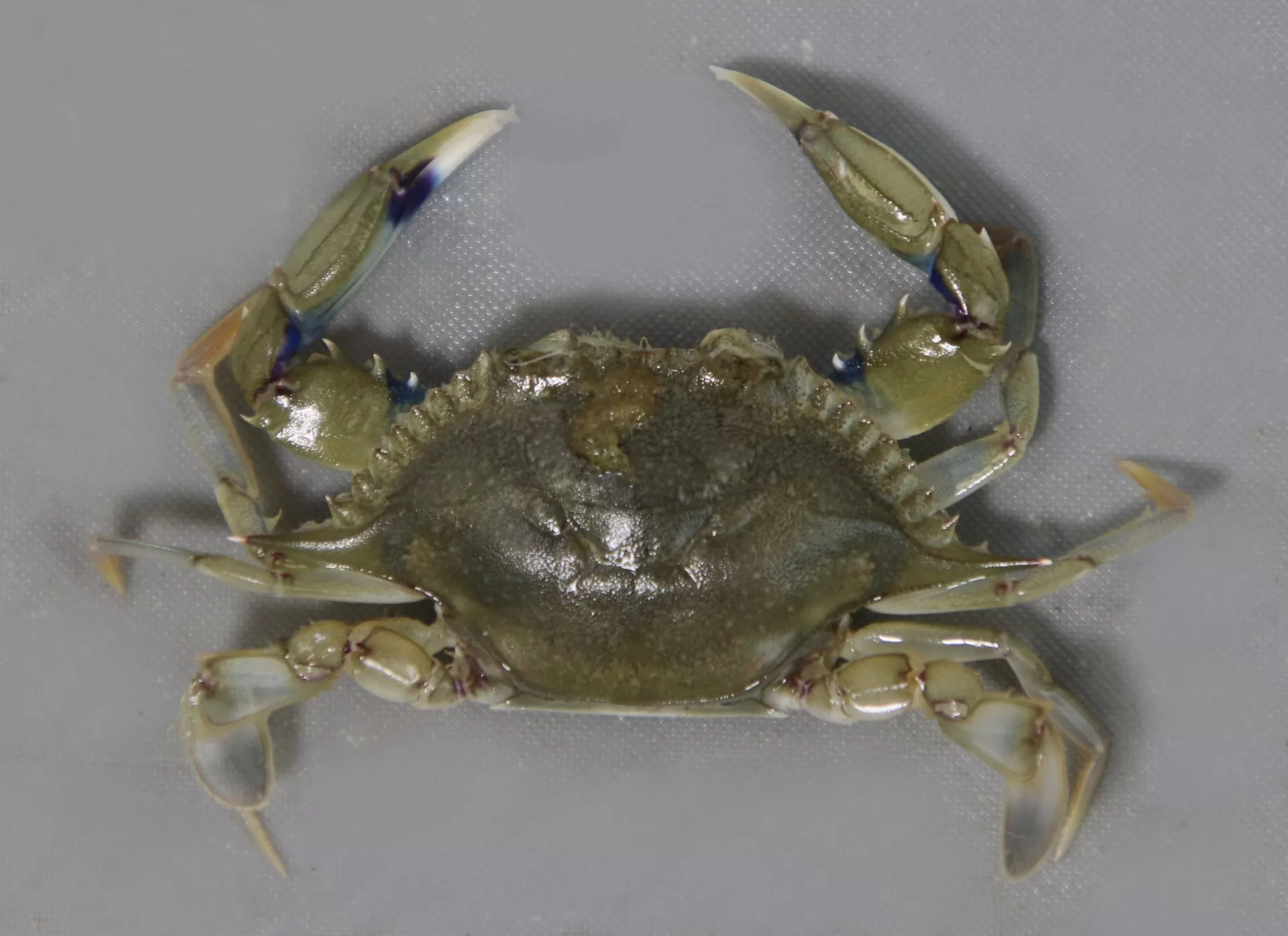 Lesser Blue Crab