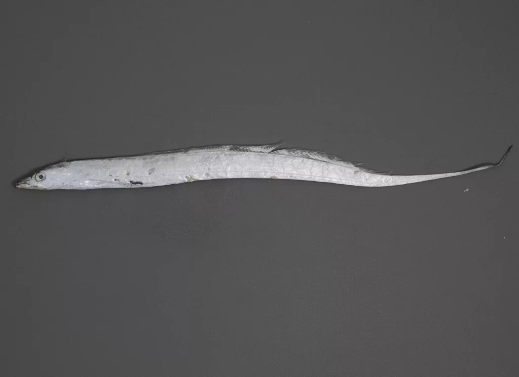 Atlantic Cutlassfish