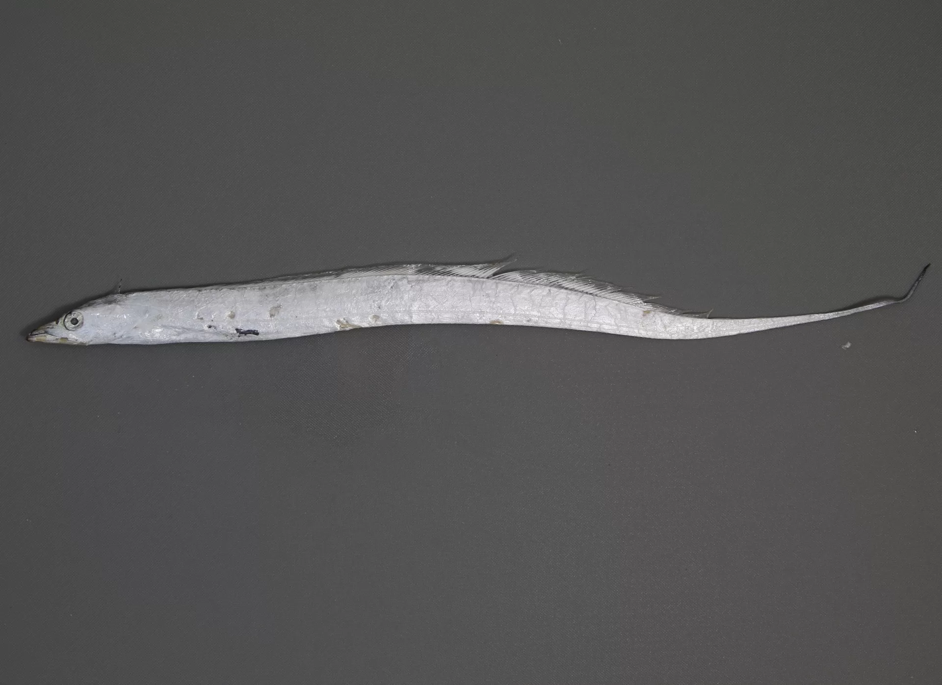Atlantic Cutlassfish