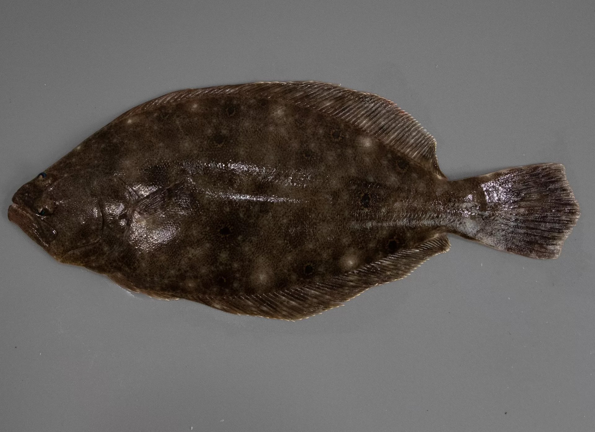 Summer Flounder