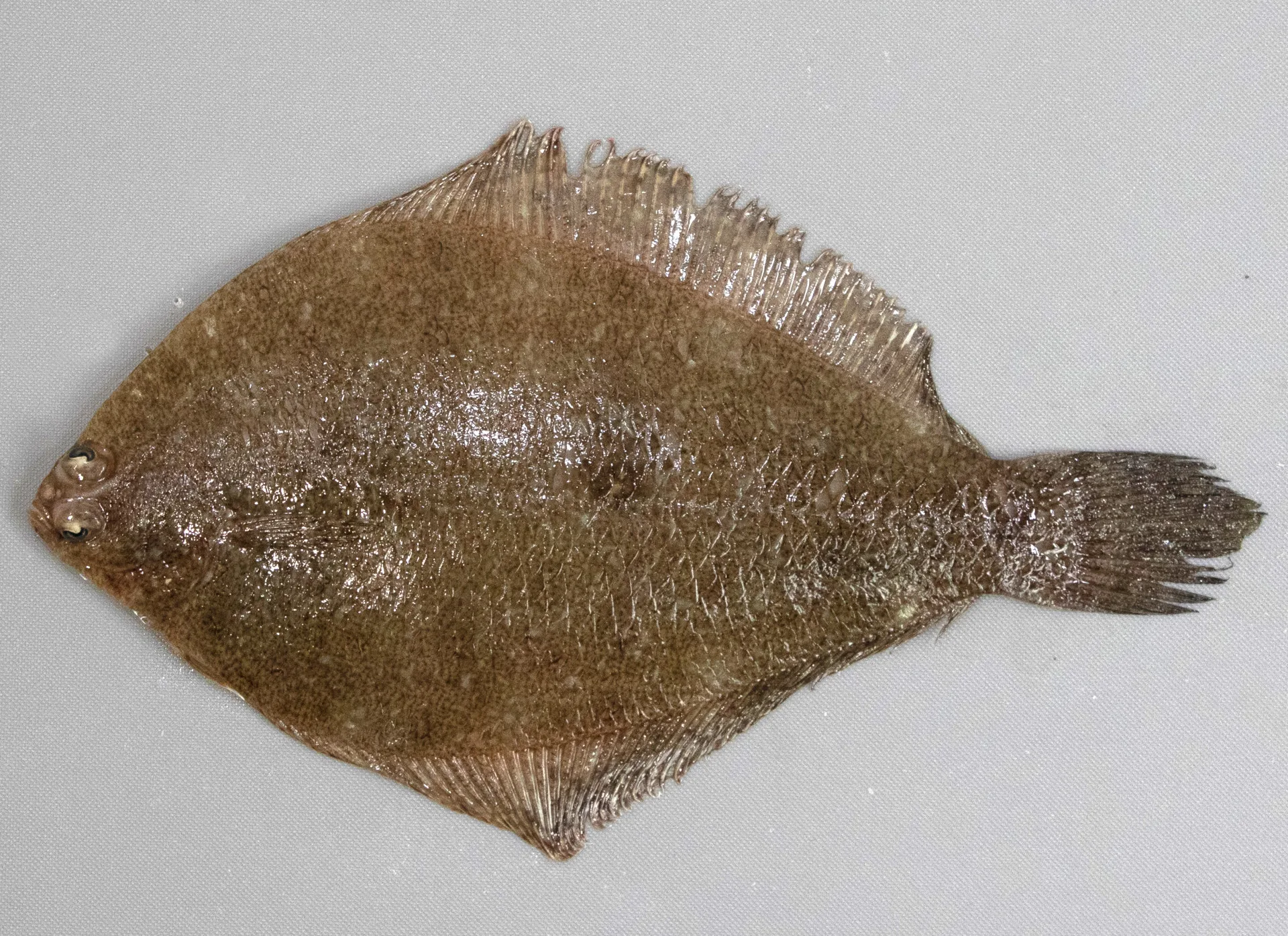 Fringed Flounder