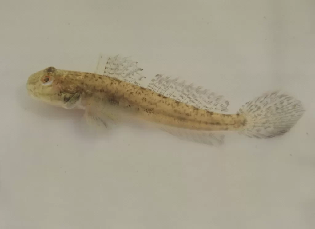 Freshwater Goby