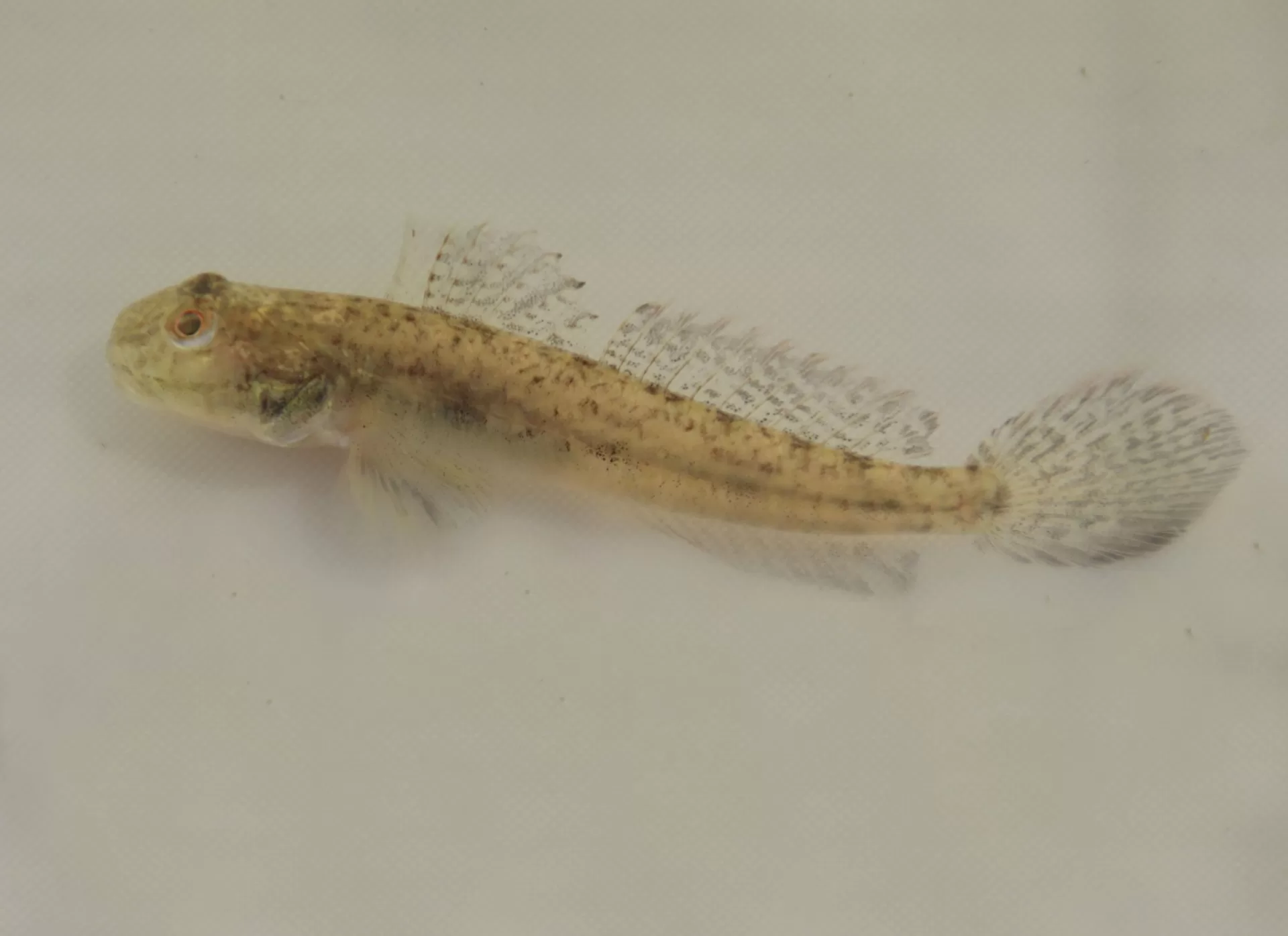 Freshwater Goby