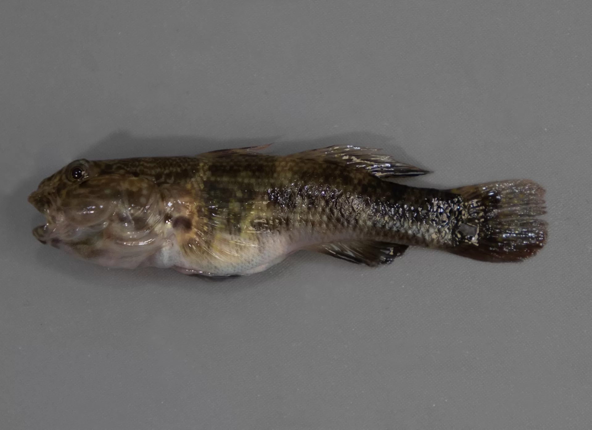 Frilled Fin Goby