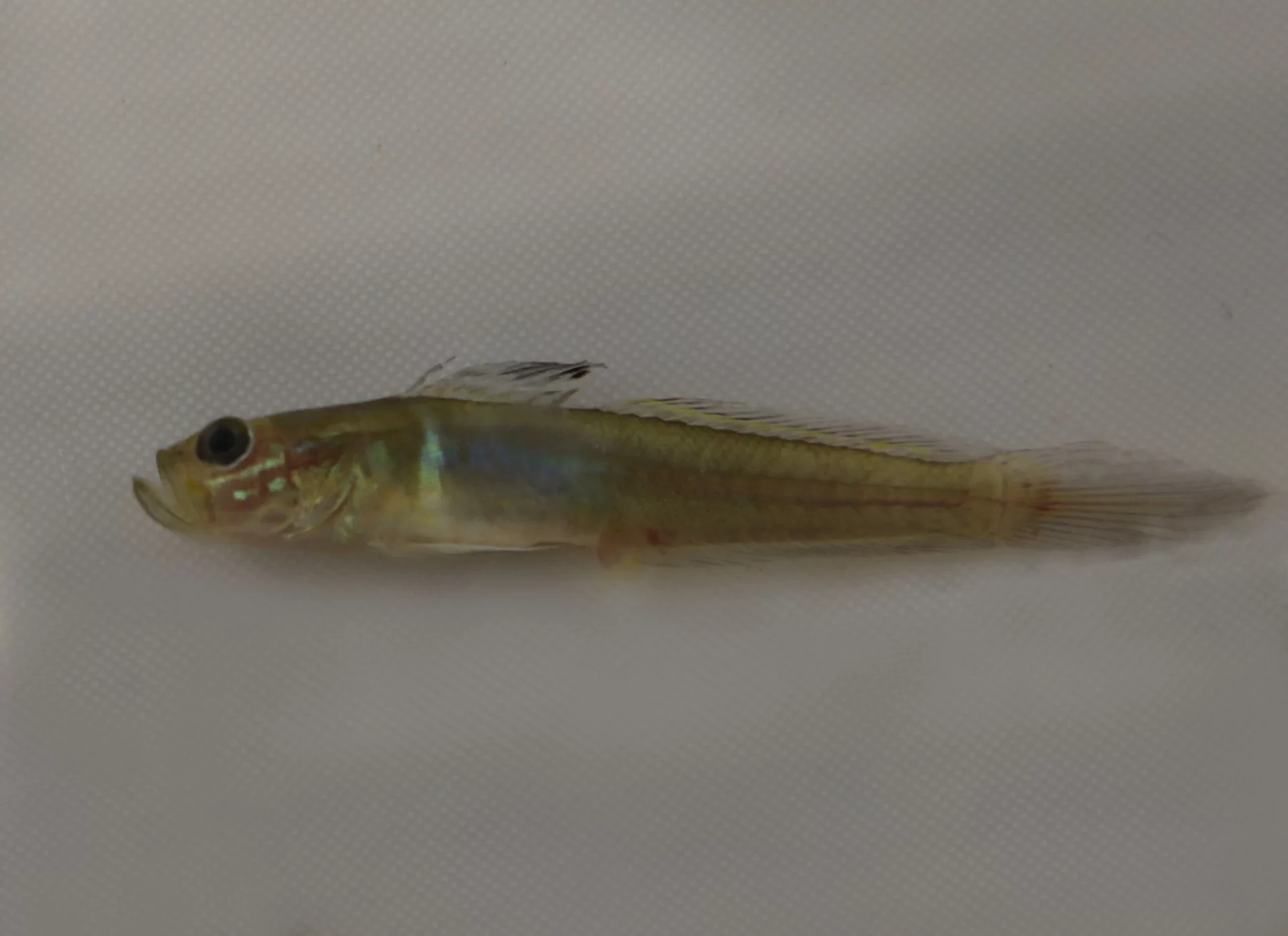 Green Goby