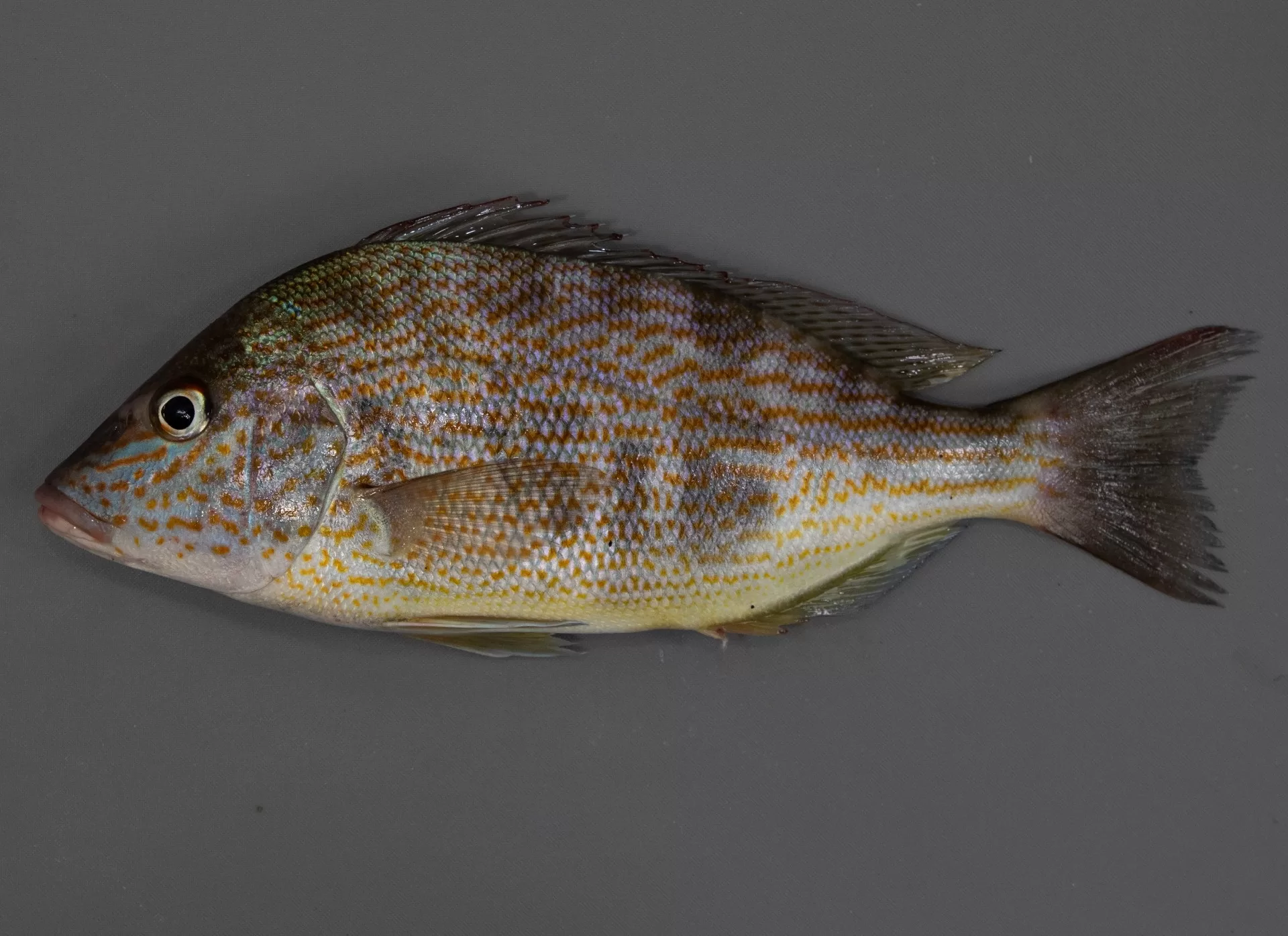 Pigfish