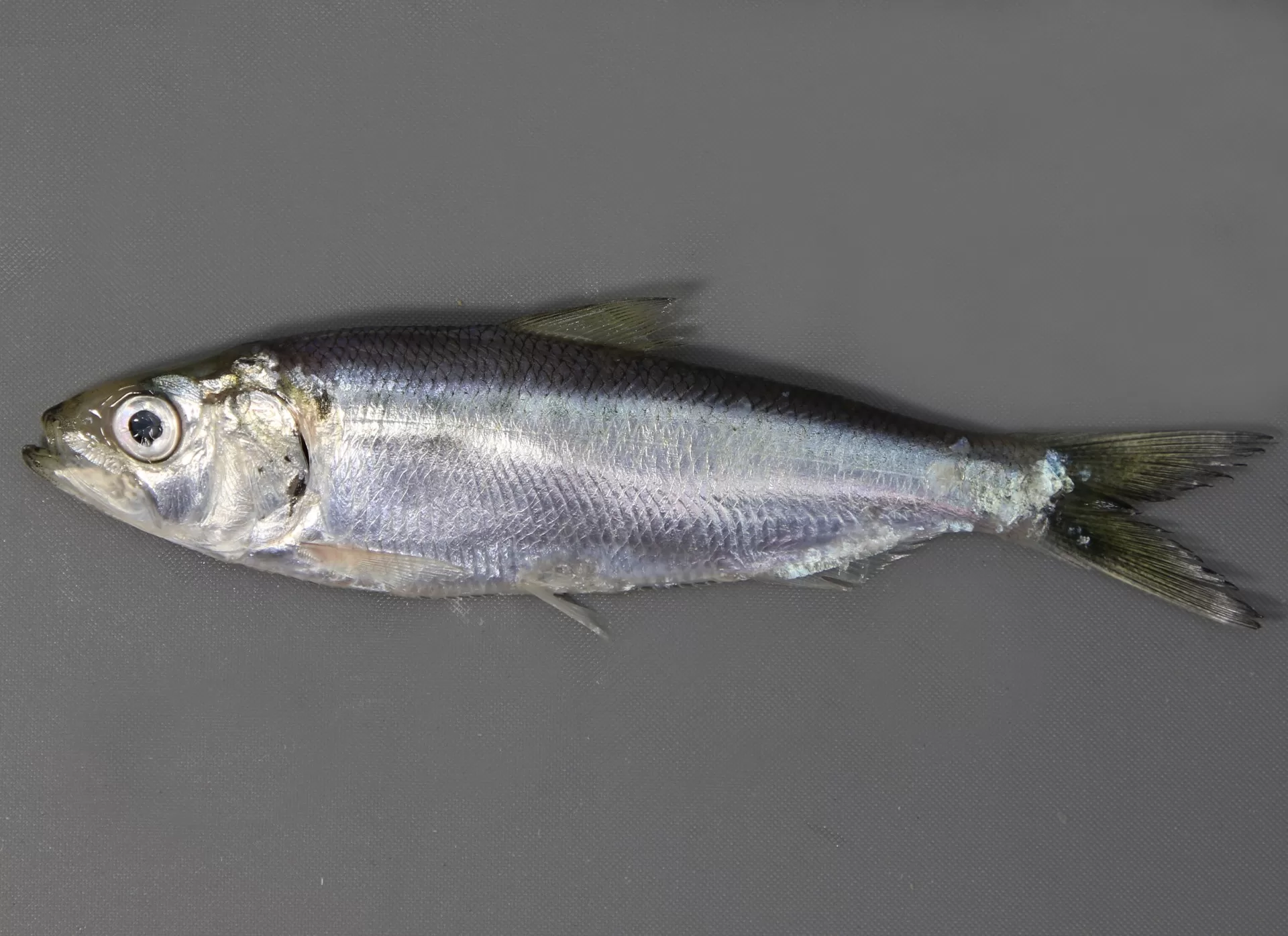 Hickory Shad