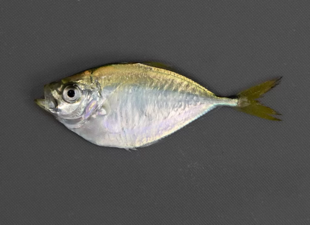 Bumper Atlantic