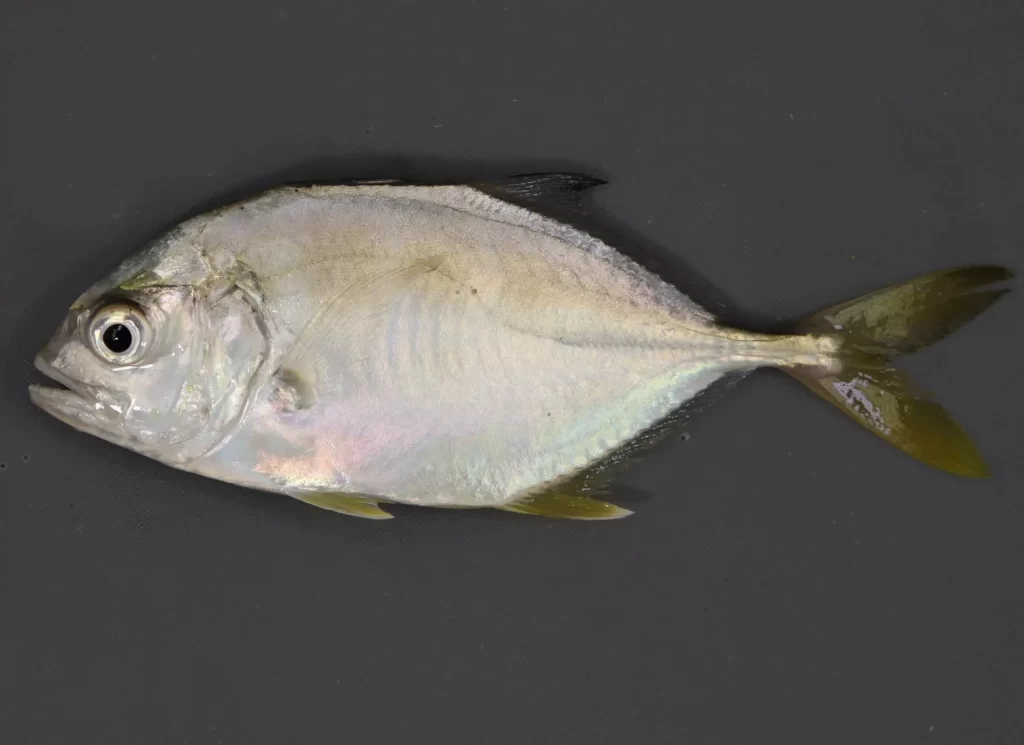 JackCrevalle