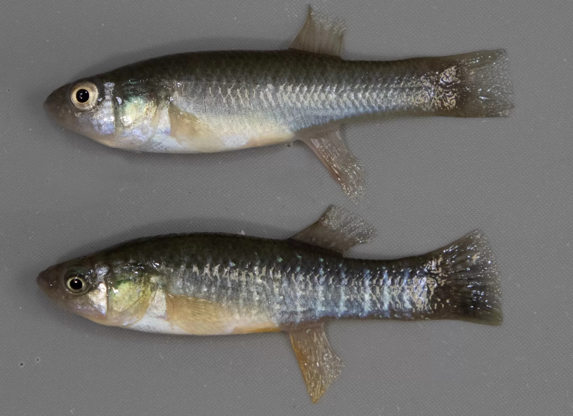 Mummichog