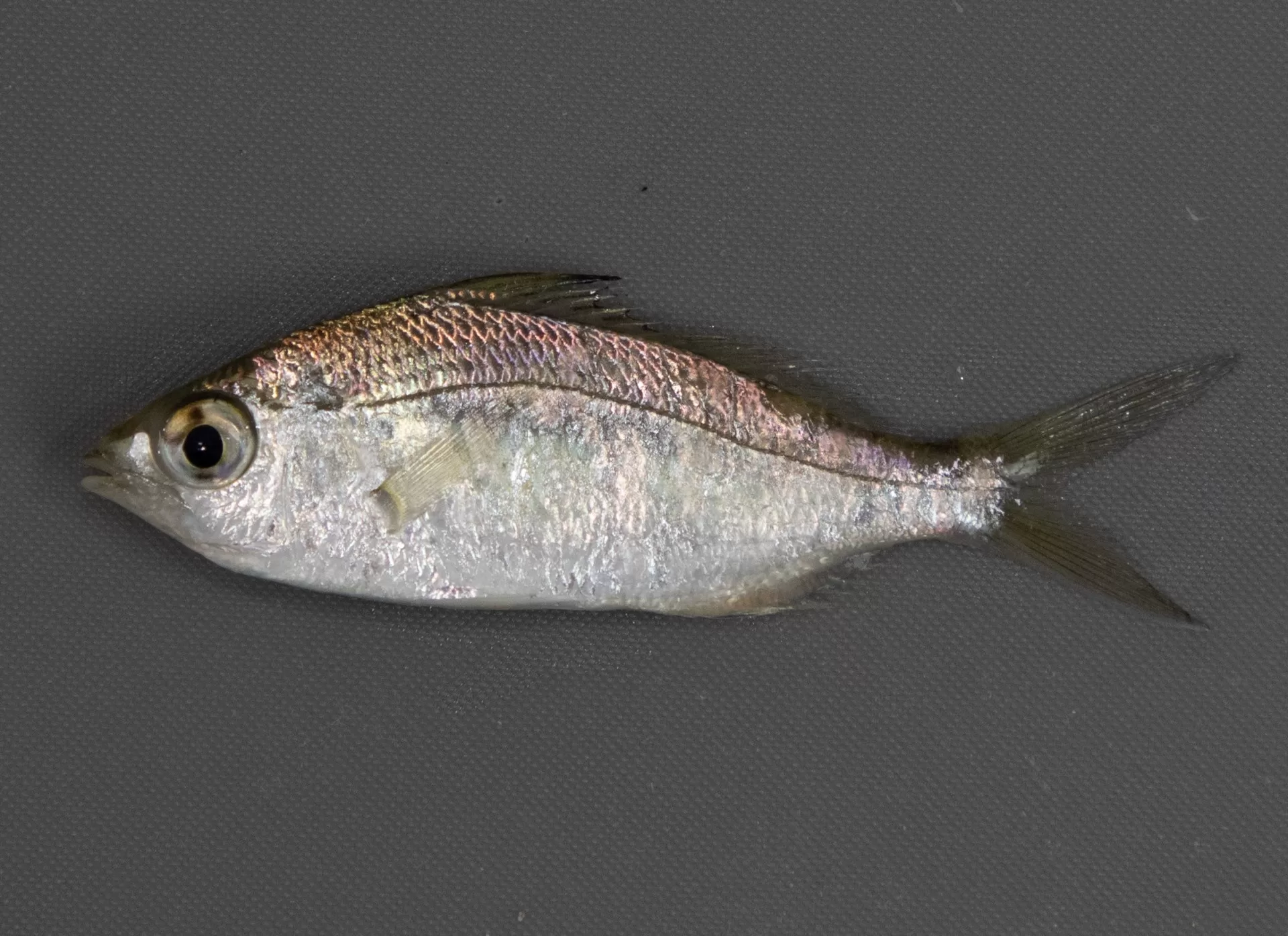 MajorraSpotfin