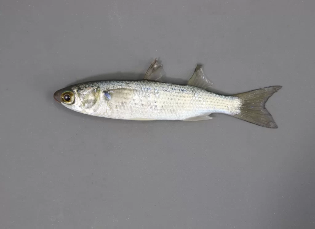 Striped Mullet