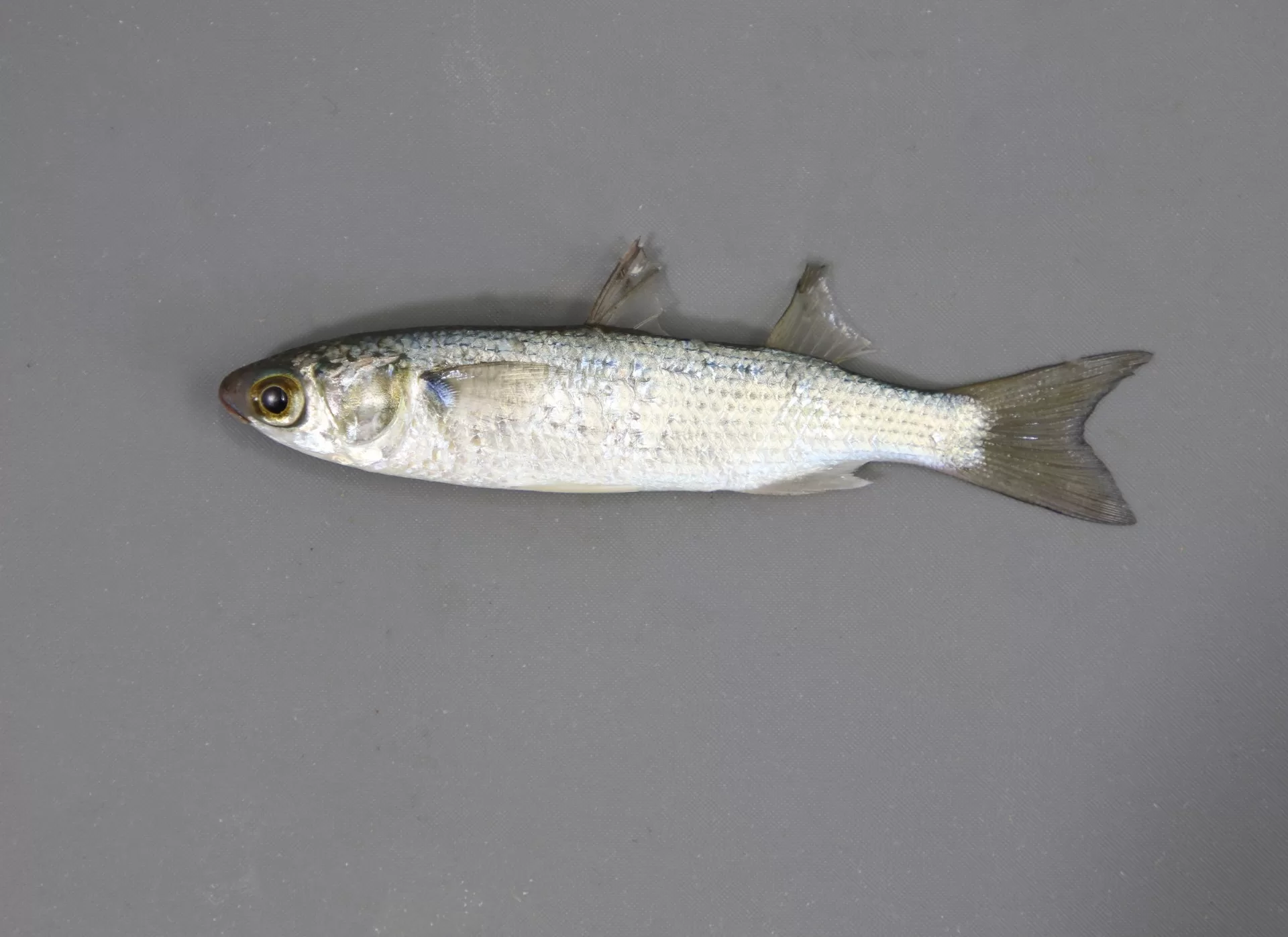Striped Mullet