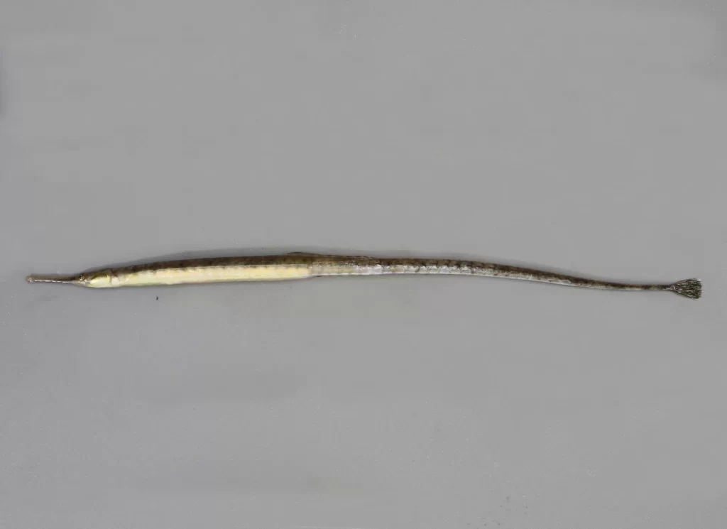 PipefishNorthern
