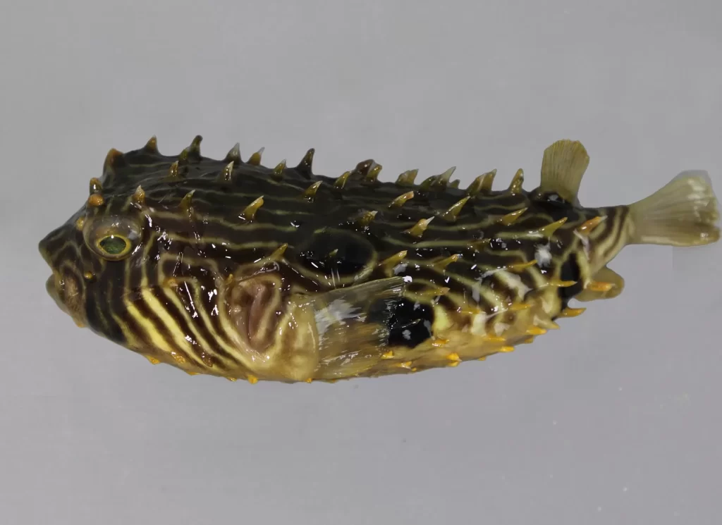 BurrfishStriped