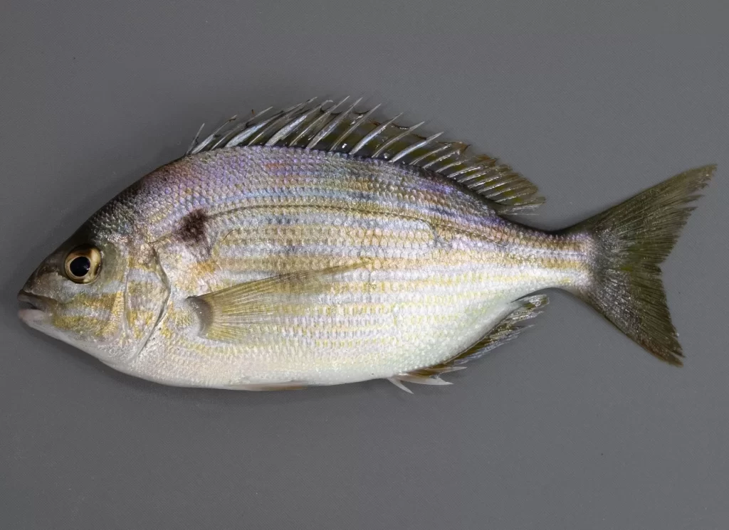 Pinfish