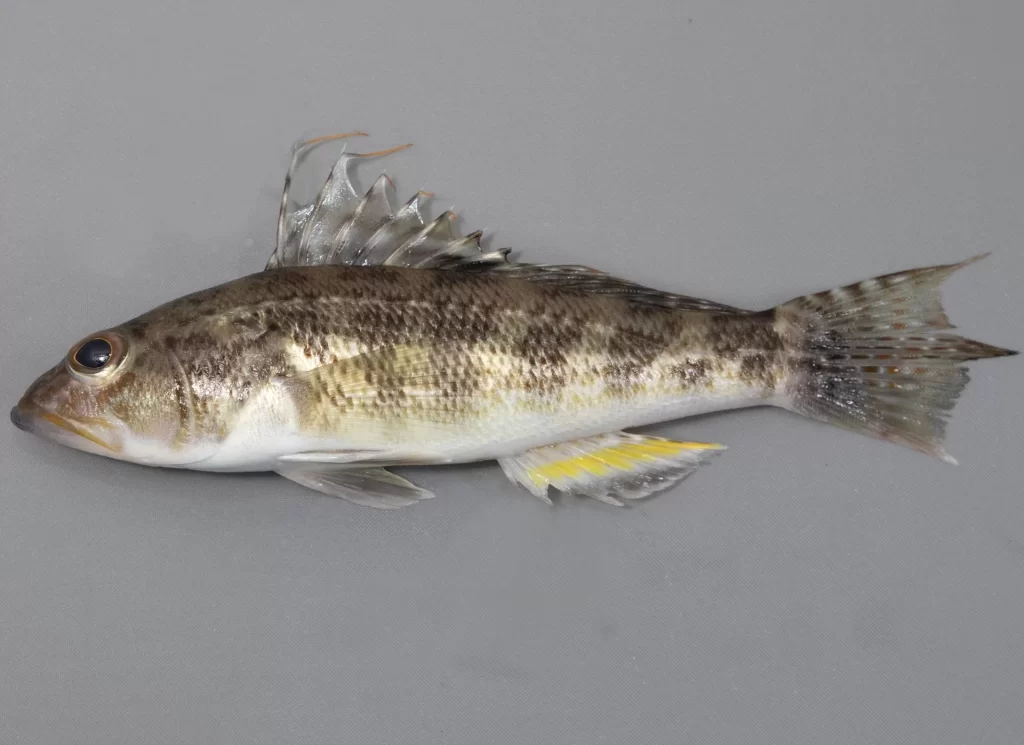Rock Seabass