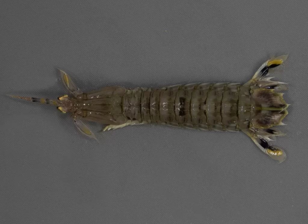 Mantis Shrimp
