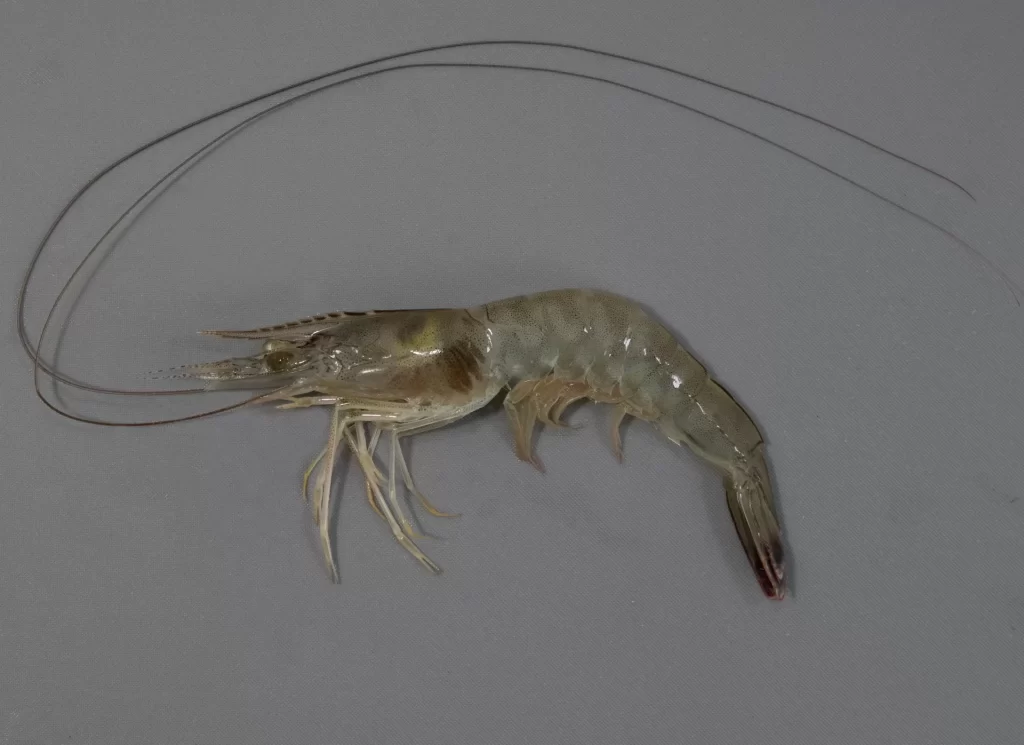 White Shrimp