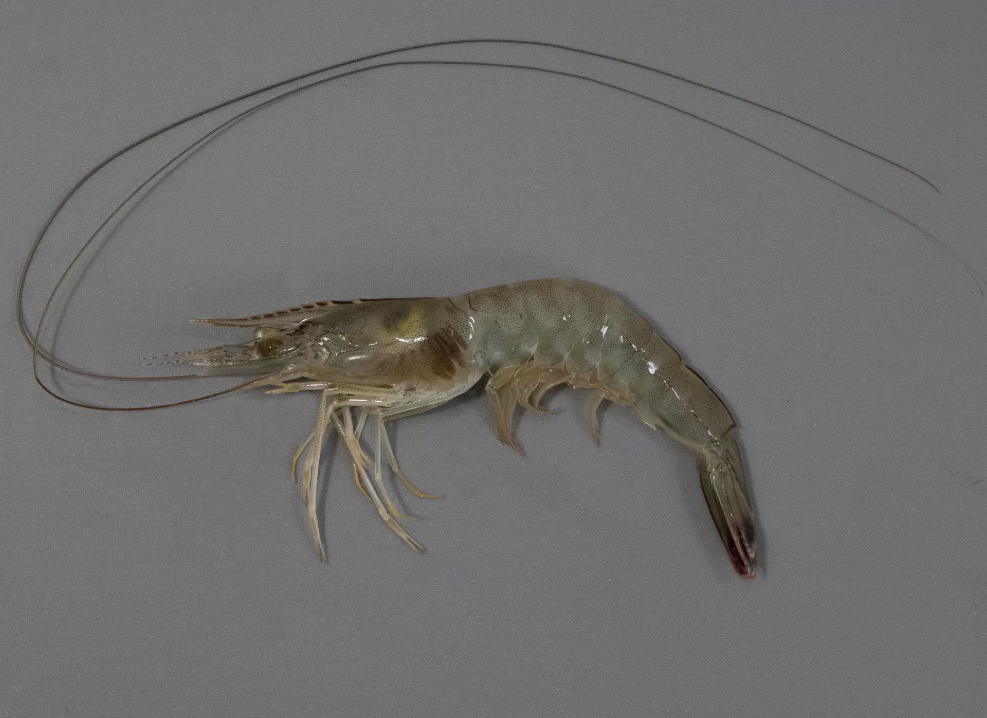 White Shrimp