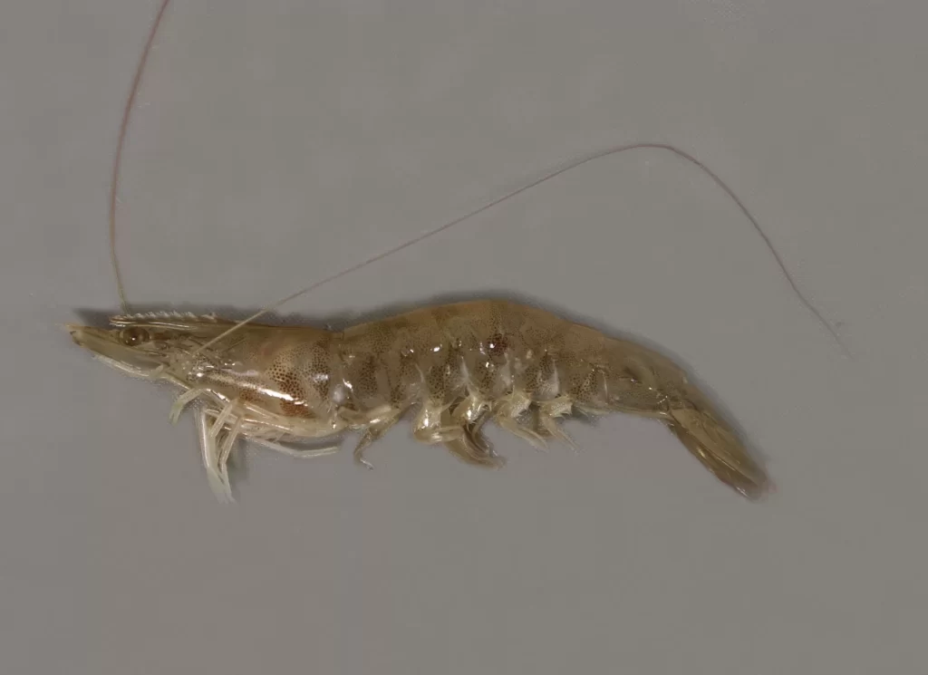 Pink Shrimp