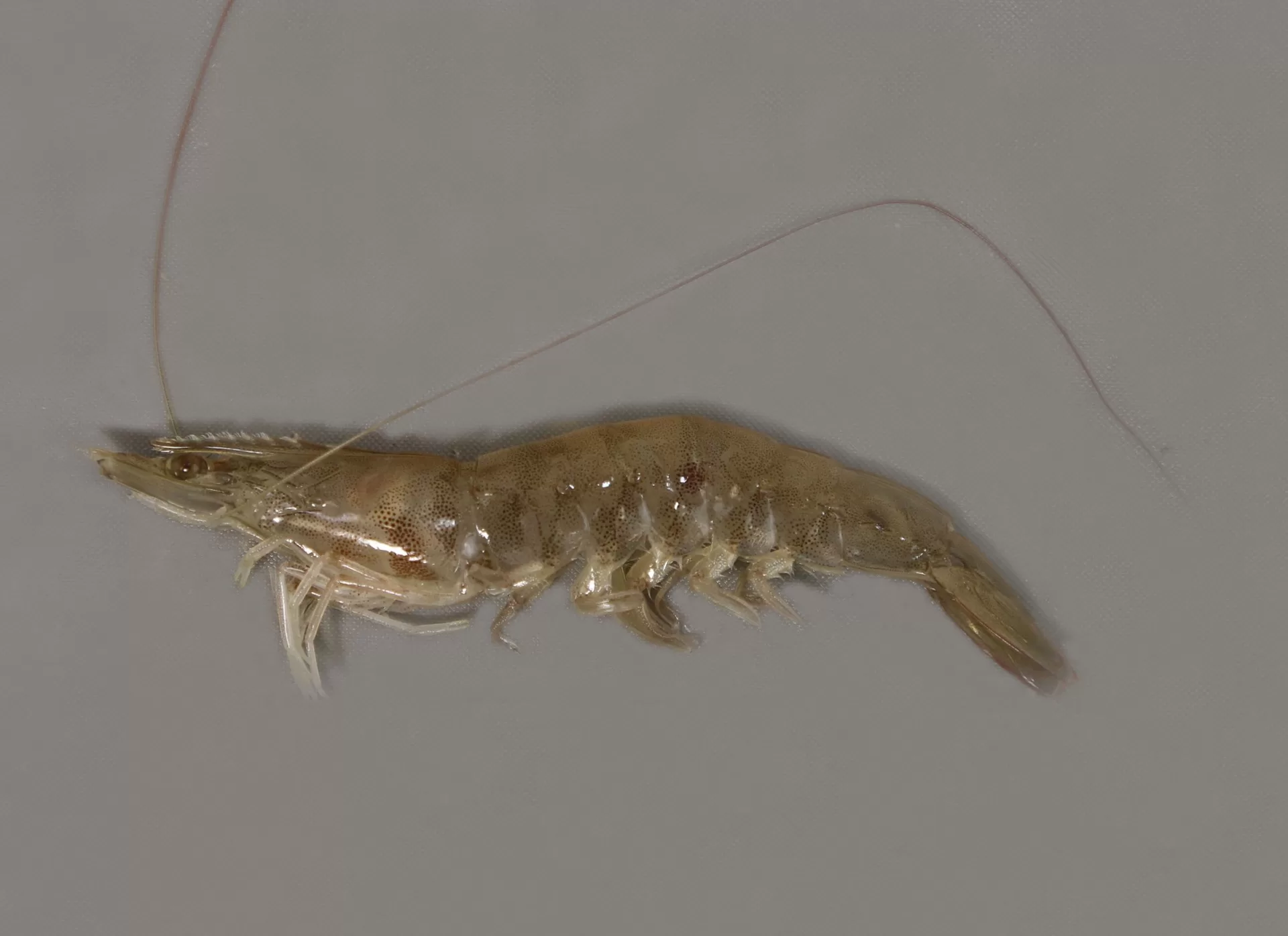 Pink Shrimp