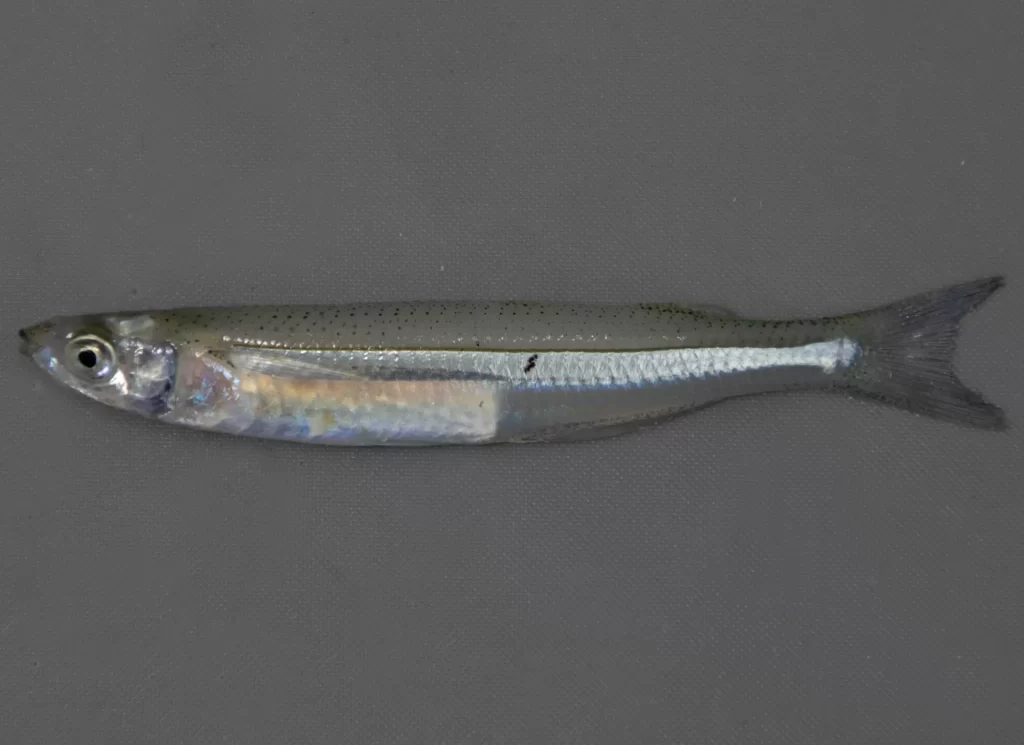 SilversideAtlantic