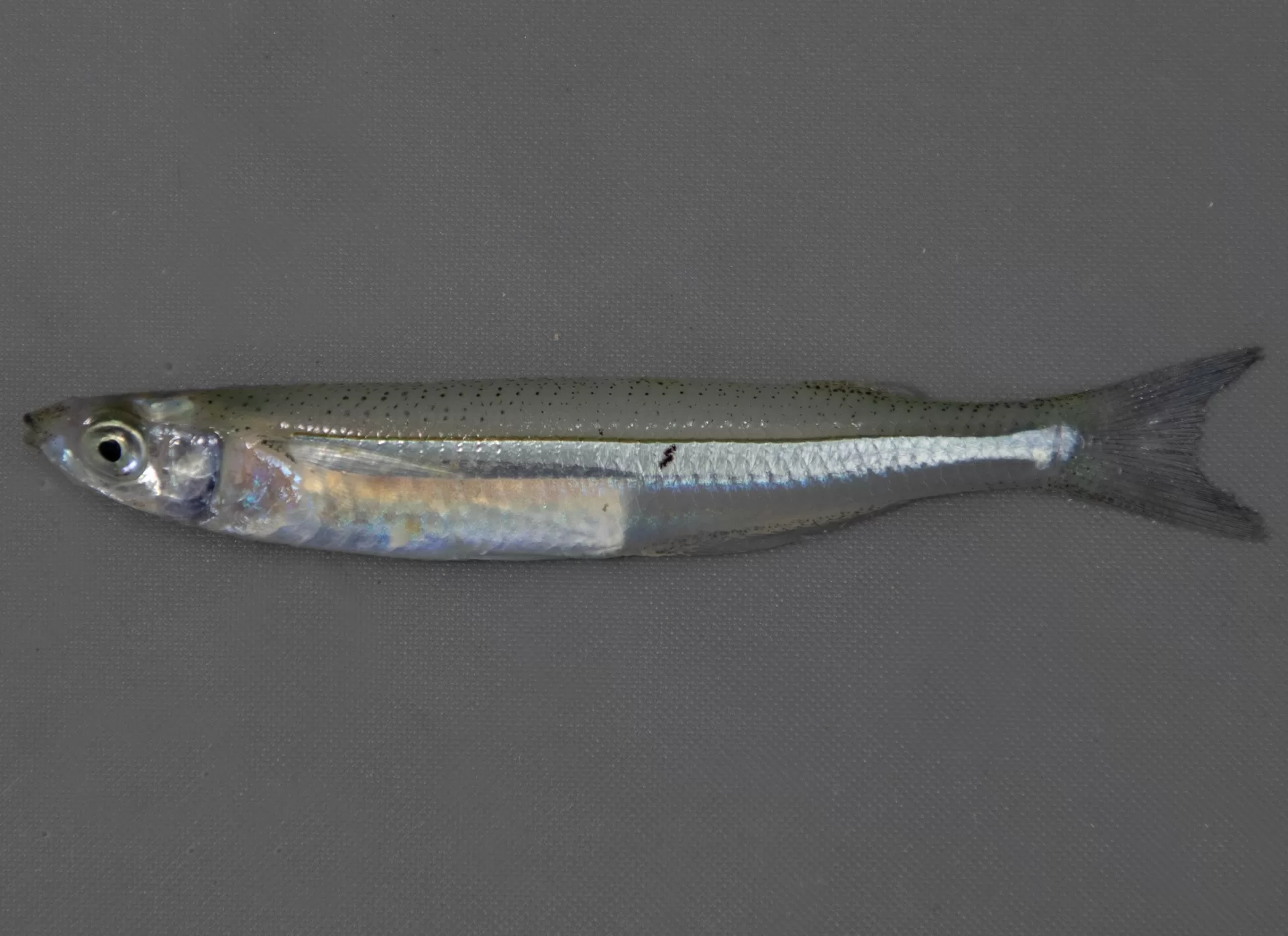 SilversideAtlantic