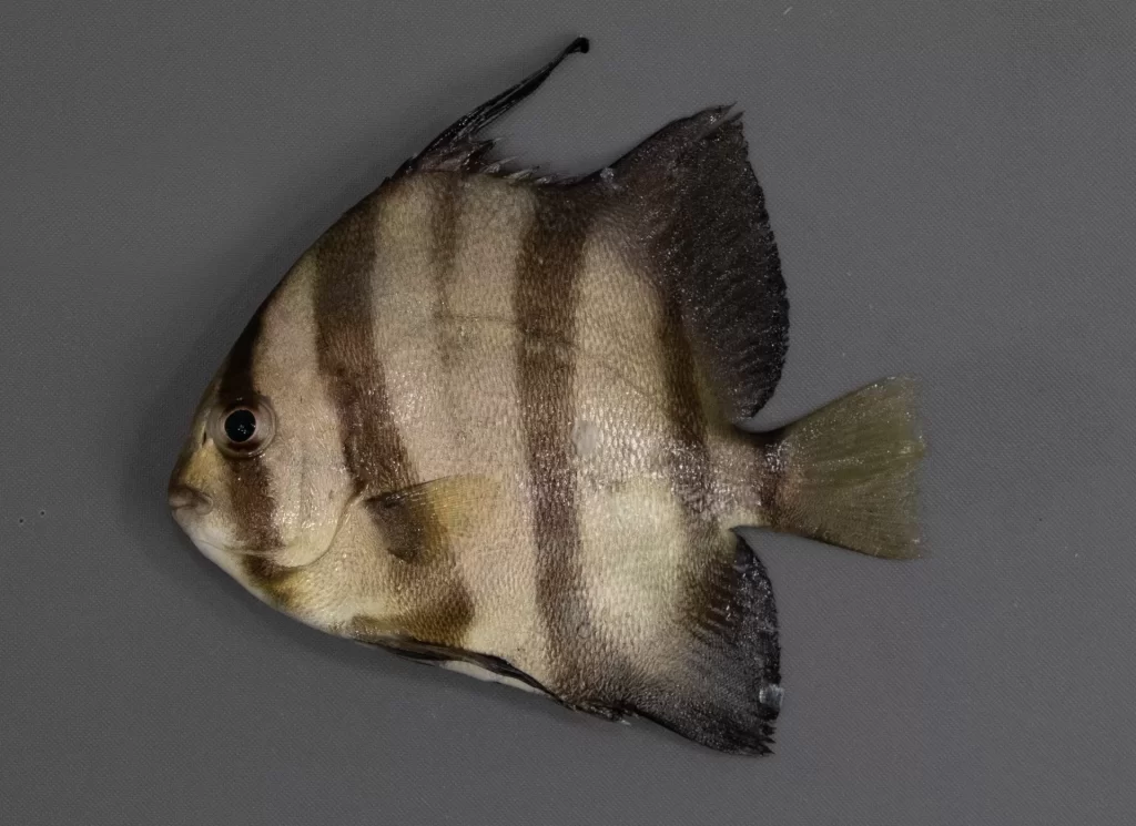 Spadefish Atlantic