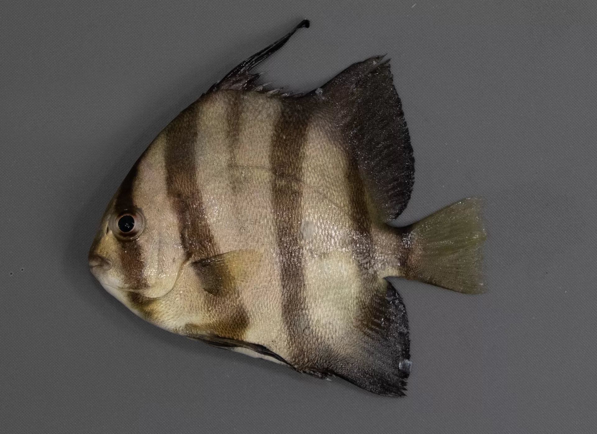 Spadefish Atlantic
