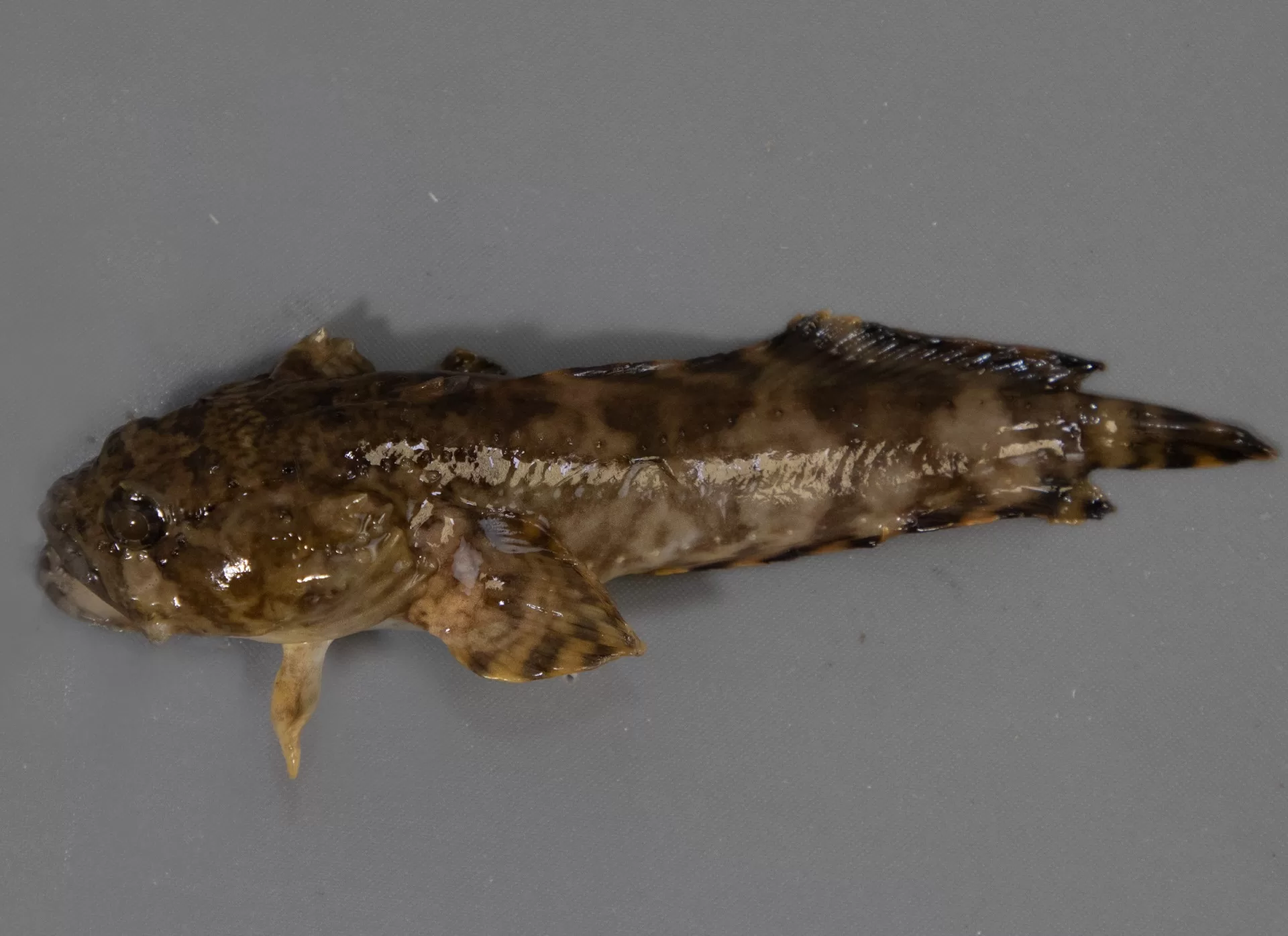 ToadfishOyster