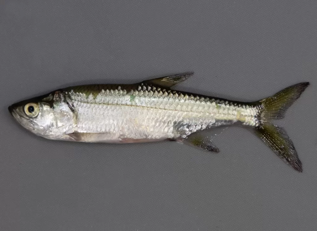 Tarpon