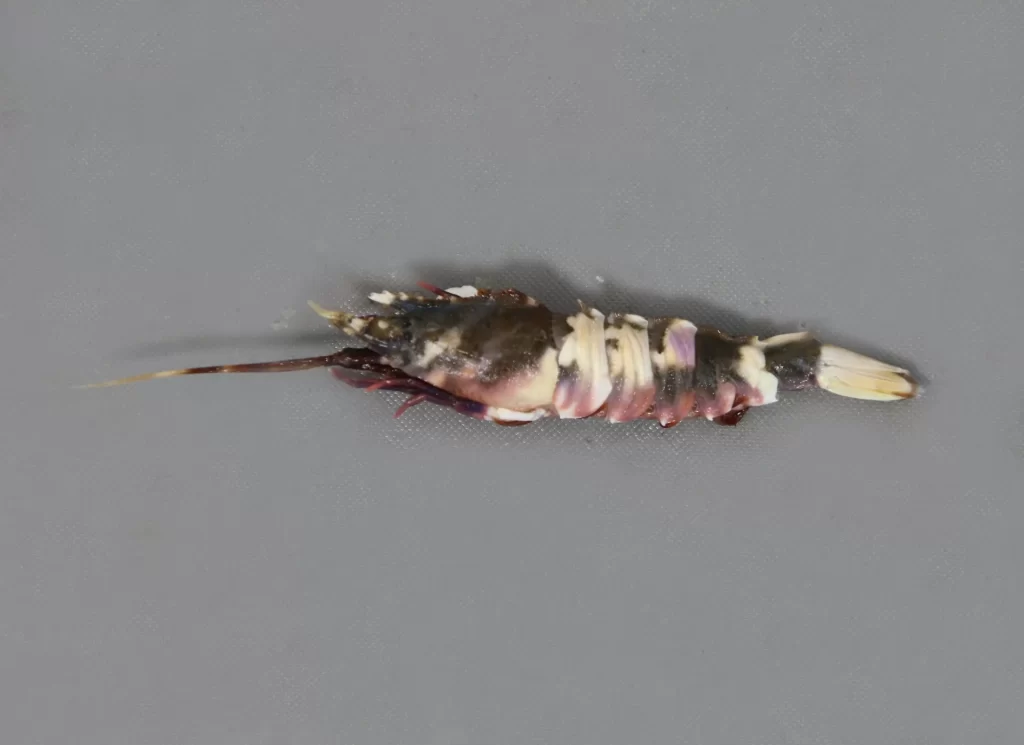 Brown Rock Shrimp