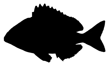 Fusiform