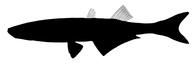 Two Detached