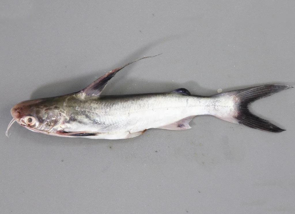 CatfishGaftopsail