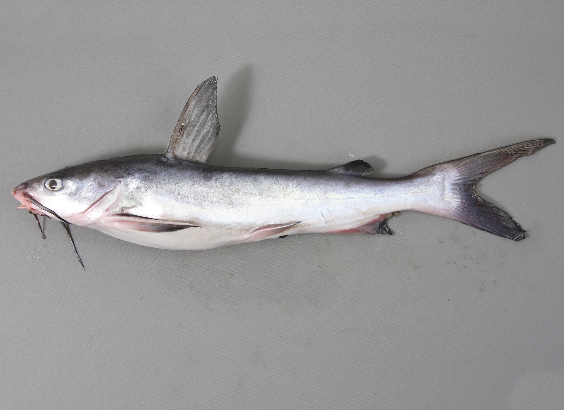 CatfishHardhead