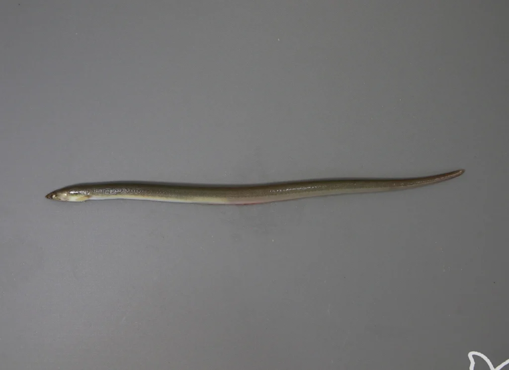 Eel Shrimp