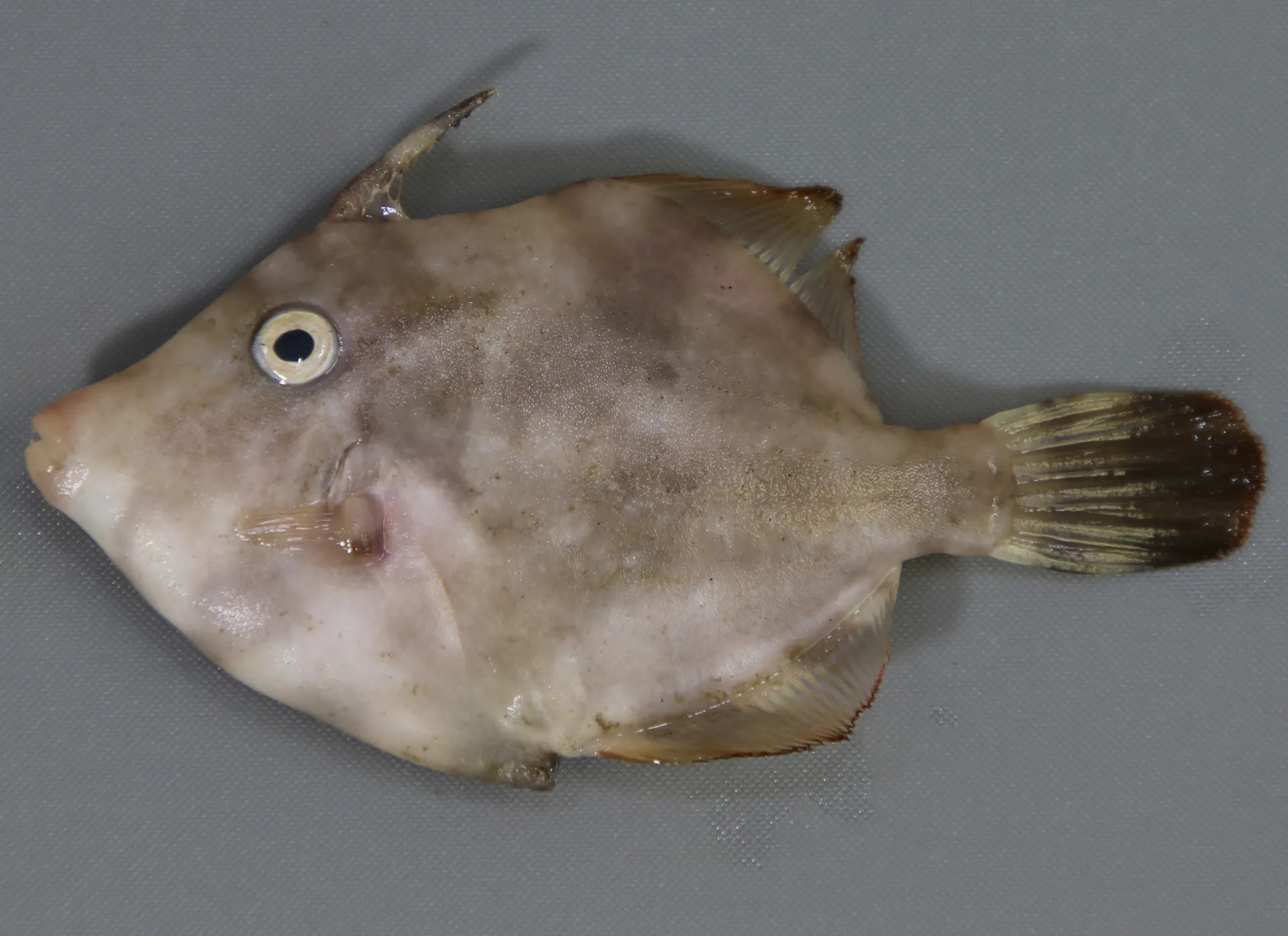 FilefishPlanehead