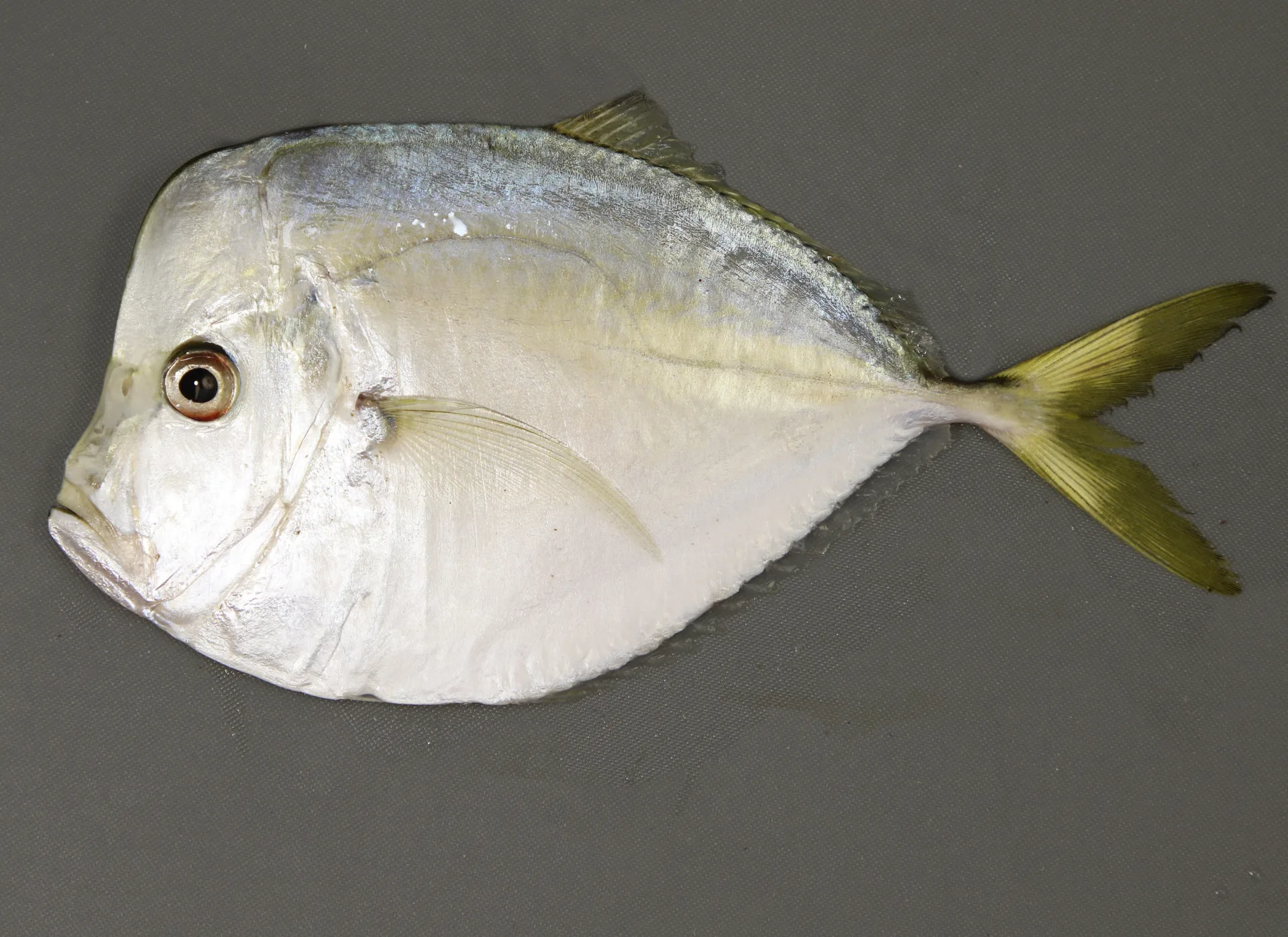 Moonfish