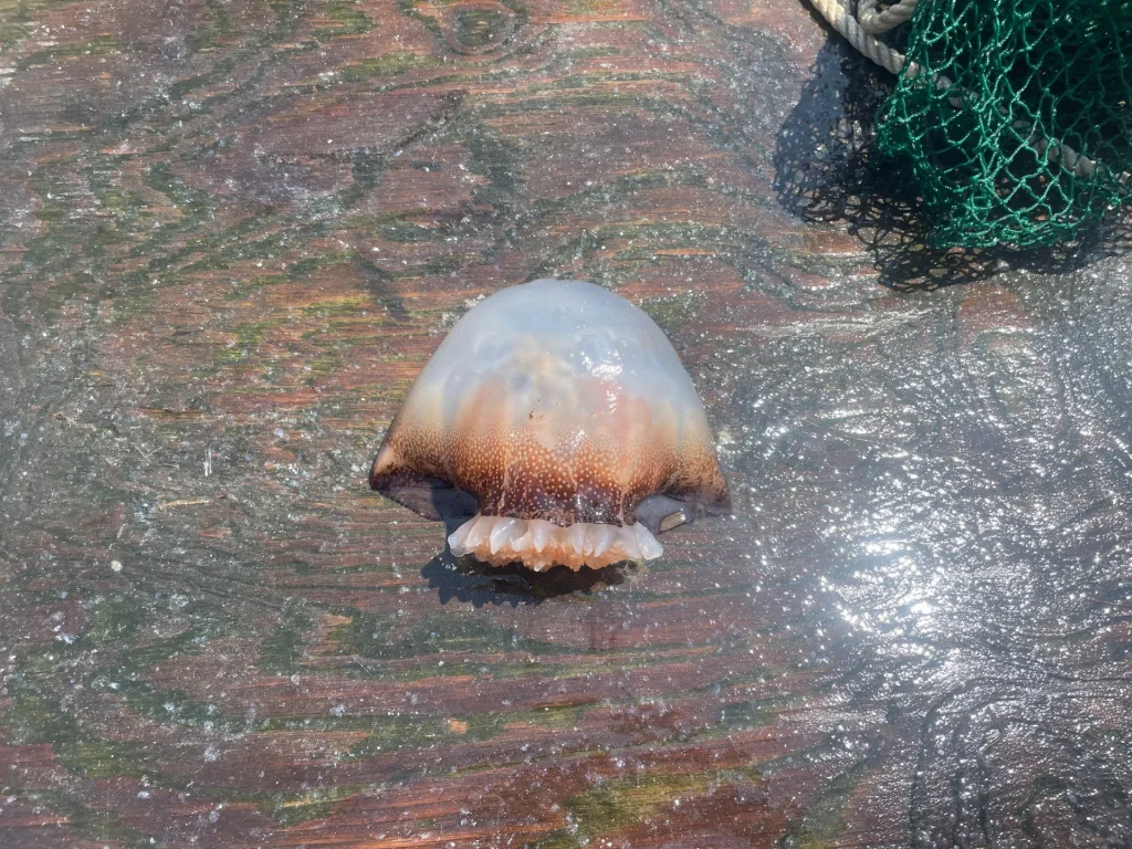 JellyfishCannonball