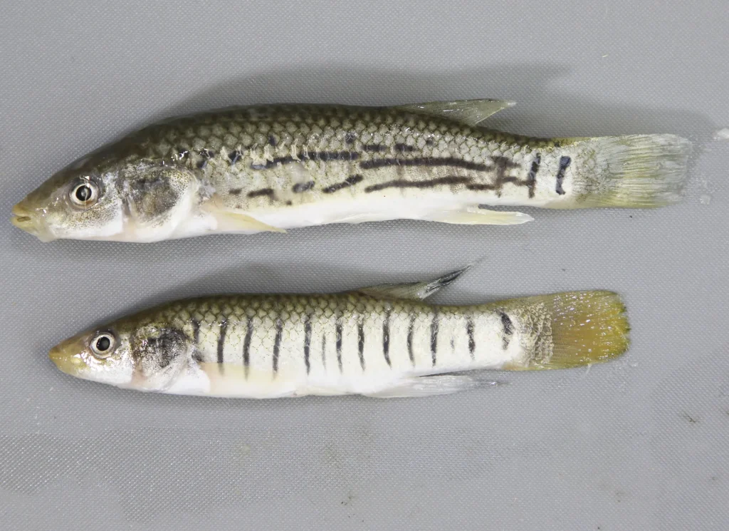 Striped Killifish