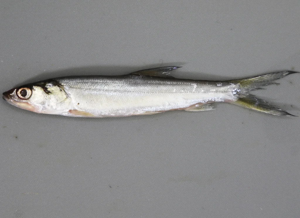 Ladyfish